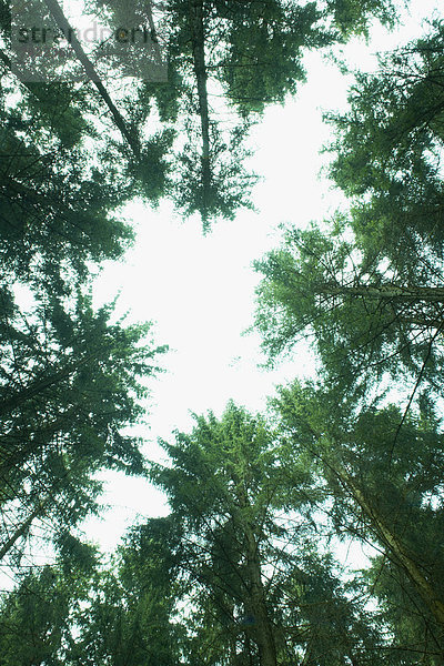 Waldlichtung mit Fichten (Picea abies)  Untersicht
