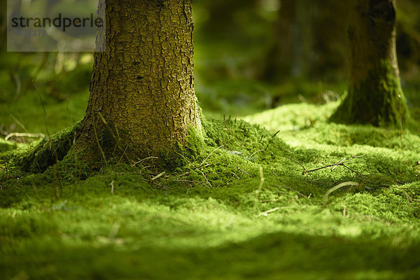Moosbedeckter Waldboden mit Stammfuß einer Fichte (Picea abies)