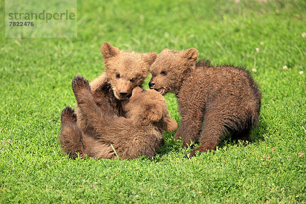 Braunbären (Ursus arctos)  drei spielende Jungtiere  captive