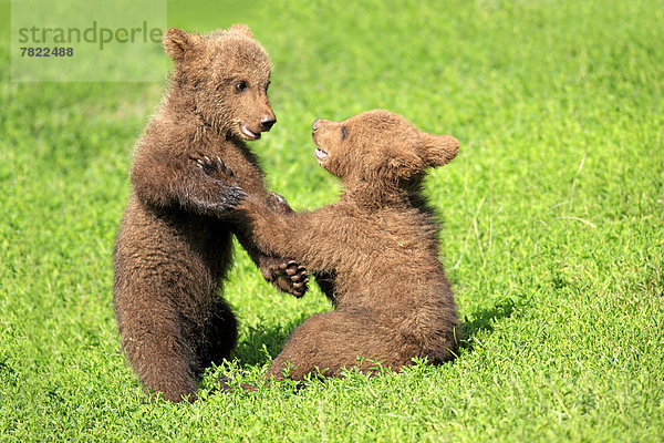 Braunbären (Ursus arctos)  zwei spielende Jungtiere  captive