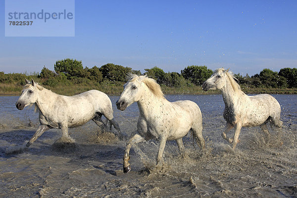 Camargue-Pferde (Equus ferus caballus) laufen durchs Wasser