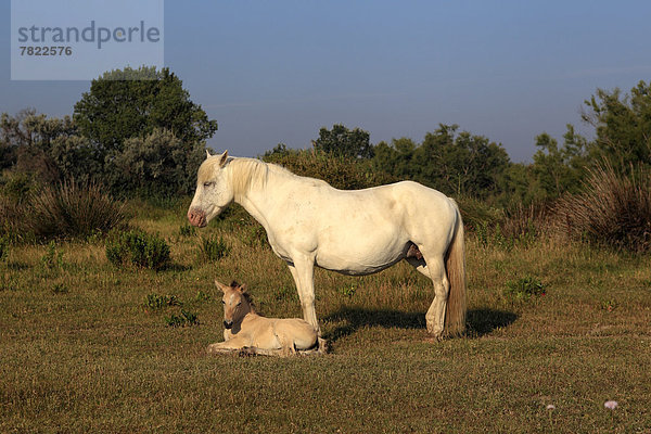 Camargue-Pferde (Equus ferus caballus)  Stute mit Fohlen