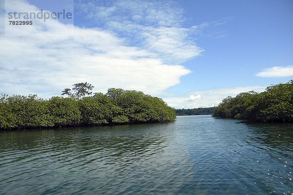 Mangrove forest  Bocas water  Panama                                                                                                                                                                