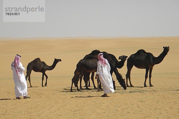 Milking of the dromedary  Rub al Khali desert  Saudi Arabia                                                                                                                                         