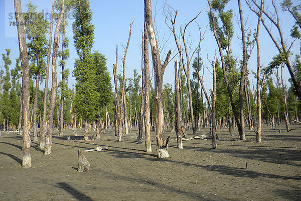 Sundarbans National Park  Bangladesh                                                                                                                                                                