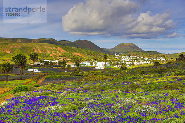 Palme  Europa  Blume  Landschaft  Reise  weiß  bunt  Dorf  Insel  Tourismus  Kanaren  Kanarische Inseln  Haria  Lanzarote  Spanien