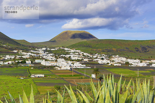 Europa  Blume  Landschaft  Landwirtschaft  Tal  Reise  trocken  weiß  bunt  Pflanze  Vulkan  Dorf  Insel  Tourismus  Kanaren  Kanarische Inseln  Kaktus  Haria  Lanzarote  Spanien