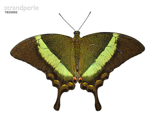 Schwalbenschwanz  Papilio machaon  Schönheit  Einsamkeit  weiß  Hintergrund  Smaragd