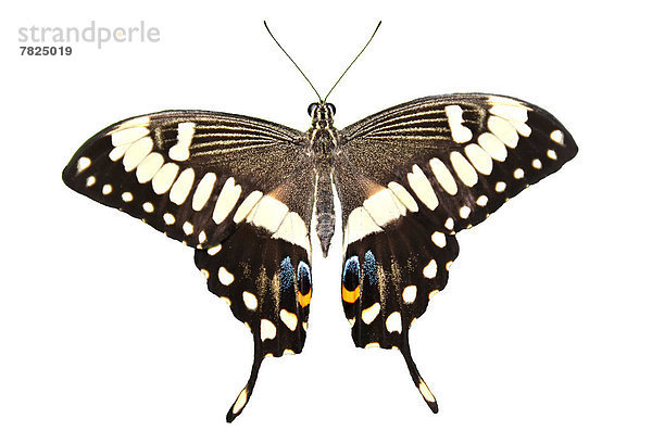 Schwalbenschwanz Papilio machaon ruhen Einsamkeit Pflanzenblatt Pflanzenblätter Blatt weiß schwarz Hintergrund amerikanisch Pastinak