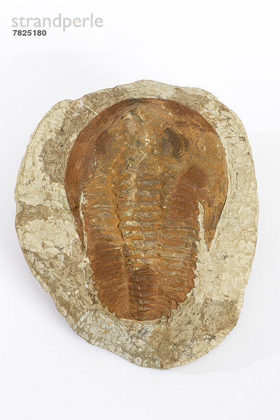 Felsbrocken  Stein  Geologie  Fossil