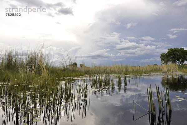 Okawango delta  Botswana                                                                                                                                                                            