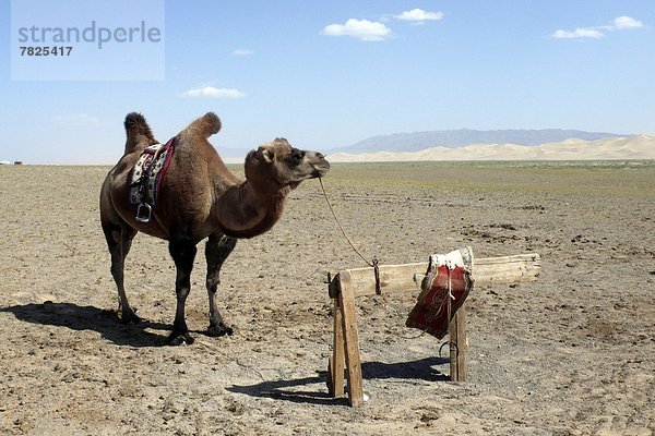 Daily life  Gobi desert  Mongolia                                                                                                                                                                   