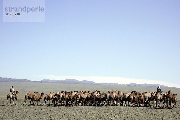 Camels caravan  Gobi desert  Mongolia                                                                                                                                                               