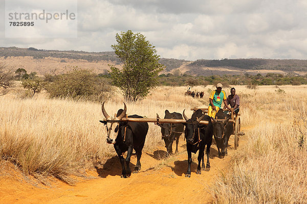 Zebu  Bos indicus  Mann  Tradition  Fuhrwerk  Rind  Insel  Afrika  Madagaskar
