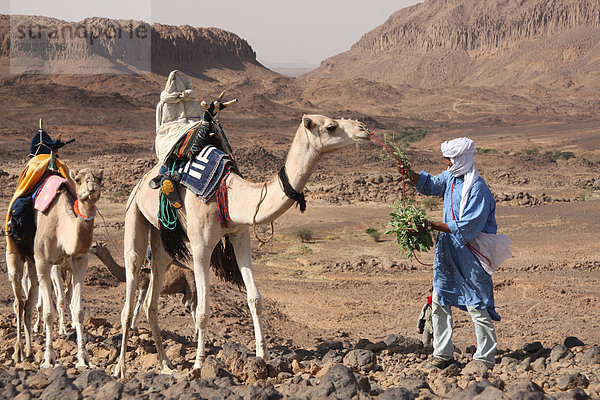 Nordafrika  Dromedar  Einhöckriges  Arabisches Kamel  Camelus dromedarius  Berg  Wüste  Sahara  Afrika  Algerien  Kamel  Tuareg