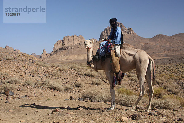 Nordafrika  Dromedar  Einhöckriges  Arabisches Kamel  Camelus dromedarius  Berg  fahren  Wüste  Sahara  Kamel  Afrika  Algerien  mitfahren  Tuareg