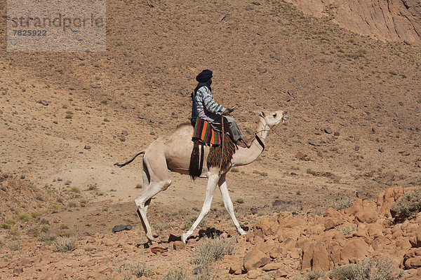 Nordafrika  Dromedar  Einhöckriges  Arabisches Kamel  Camelus dromedarius  Berg  fahren  Wüste  Sahara  Kamel  Afrika  Algerien  mitfahren  Tuareg