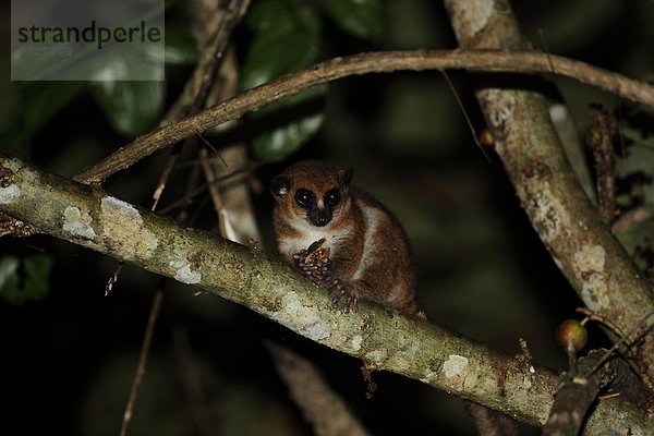 Nationalpark  Tier  Wald  Säugetier  Natur  Wirbeltier  ungestüm  Insel  nachtaktiv  Naturvolk  Afrika  Madagaskar  Primate  Regenwald  Wildtier