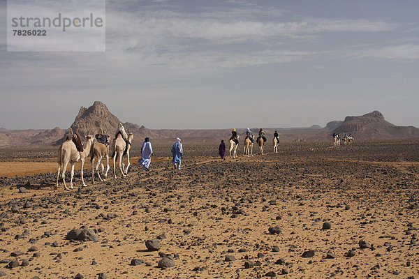 Nordafrika  Dromedar  Einhöckriges  Arabisches Kamel  Camelus dromedarius  Karawane  Berg  fahren  Wüste  Sahara  Afrika  Algerien  Kamel  Campingwagen  mitfahren  trekking  Tuareg