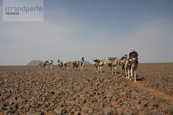 Nordafrika  Dromedar  Einhöckriges  Arabisches Kamel  Camelus dromedarius  Berg  fahren  Wüste  Sahara  Afrika  Algerien  Kamel  mitfahren  trekking  Tuareg