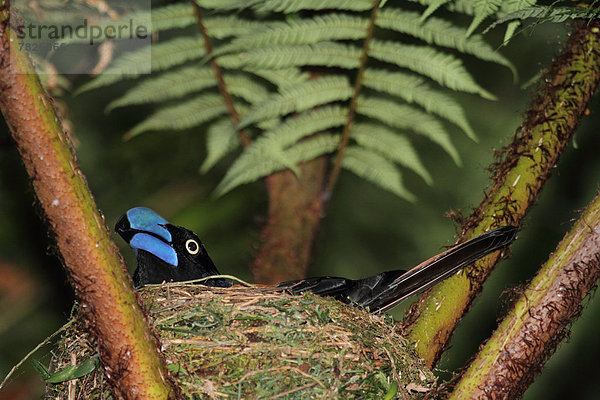 Nationalpark  Tier  Wald  Natur  Wirbeltier  ungestüm  Insel  Vogel  Naturvolk  Afrika  Madagaskar  Regenwald  Wildtier