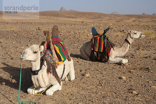 Nordafrika  Dromedar  Einhöckriges  Arabisches Kamel  Camelus dromedarius  Portrait  Berg  fahren  Wüste  Sahara  Reitsattel  Sattel  camping  Afrika  Algerien  Kamel  mitfahren  Tuareg