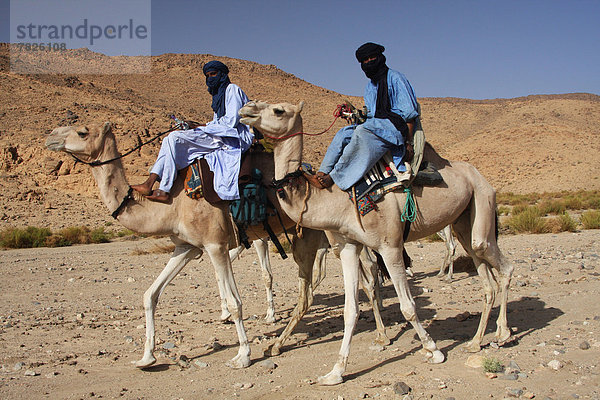 Nordafrika  Dromedar  Einhöckriges  Arabisches Kamel  Camelus dromedarius  Berg  fahren  Wüste  Sahara  Afrika  Algerien  Kamel  mitfahren  Tuareg