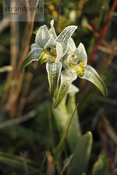 Makroaufnahme  Blume  Botanik  Pflanze  Blüte  Natur  Orchidee  Torres del Paine Nationalpark  Chile  Patagonien  Südamerika