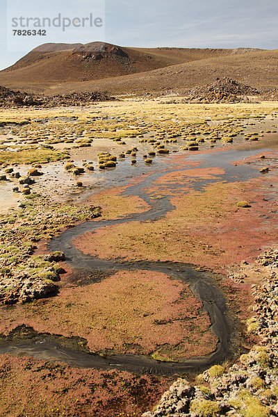 Nationalpark  Botanik  Landschaft  Natur  Pflanze  Alge  Anden  Chile  Südamerika