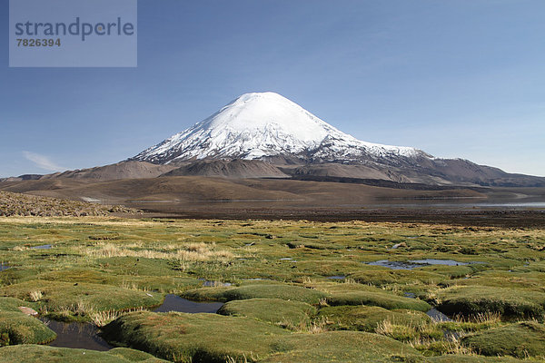 Nationalpark  Botanik  Landschaft  See  Natur  Vulkan  Anden  Chile  Lagune  Südamerika