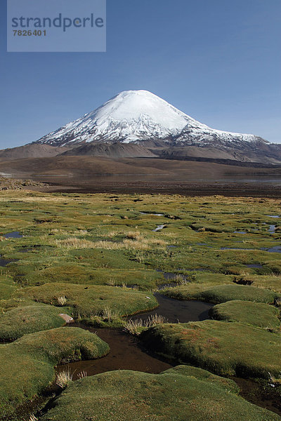 Nationalpark  Botanik  Landschaft  See  Natur  Vulkan  Anden  Chile  Lagune  Südamerika