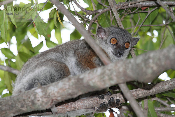 Nationalpark  Tier  Wald  trocken  Säugetier  Natur  Insel  nachtaktiv  Laubbaum  Naturvolk  Afrika  Madagaskar  Primate
