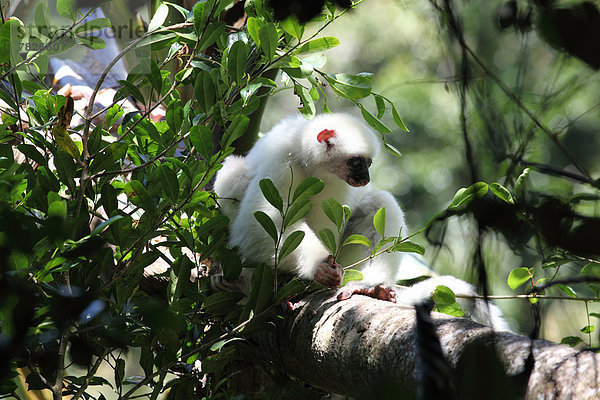 Nationalpark  Tier  Wald  Säugetier  Natur  Wirbeltier  ungestüm  Insel  Naturvolk  Afrika  Madagaskar  Primate  Regenwald  Wildtier