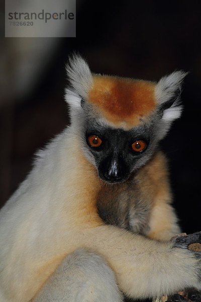 Portrait Tier Wald trocken Säugetier Natur Wirbeltier ungestüm Insel nachtaktiv Laubbaum Naturvolk Afrika Madagaskar Primate Wildtier