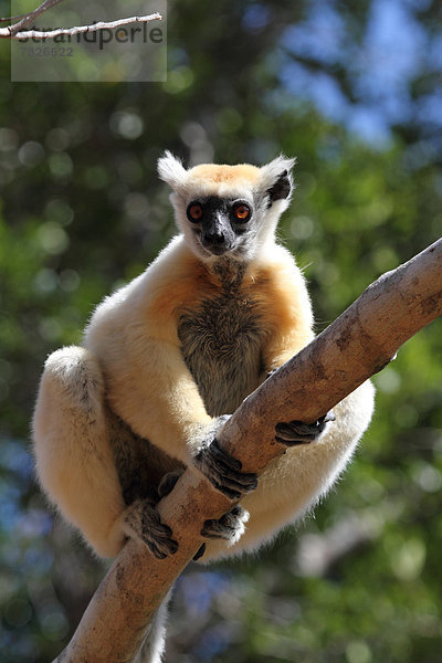 Tier Wald trocken Säugetier Natur Wirbeltier ungestüm Insel nachtaktiv Laubbaum Naturvolk Afrika Madagaskar Primate Wildtier