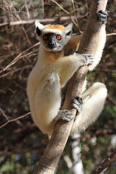 frontal Tier Wald trocken Säugetier Natur Wirbeltier ungestüm Insel nachtaktiv Laubbaum Naturvolk Afrika Madagaskar Primate Wildtier