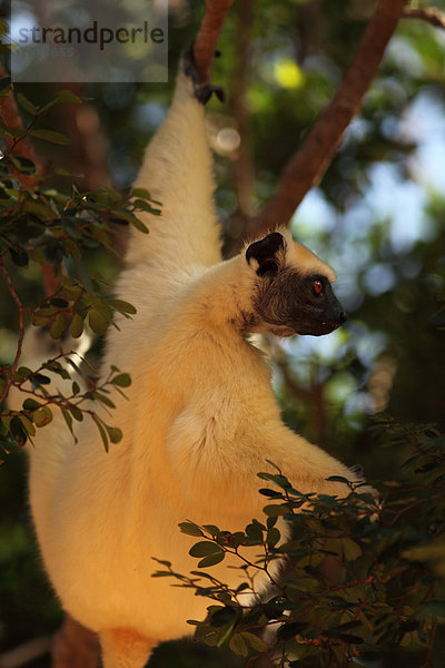 Tier Wald trocken Säugetier Natur Wirbeltier ungestüm Insel nachtaktiv Seitenansicht Laubbaum Naturvolk Afrika Madagaskar Primate Wildtier