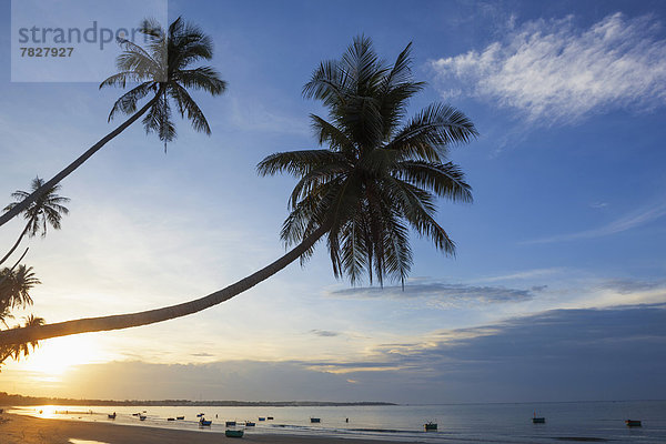 Palme  Strand  Silhouette  Küste  Sonnenaufgang  Morgendämmerung  Meer  ernst  Asien  Mui Ne  Vietnam