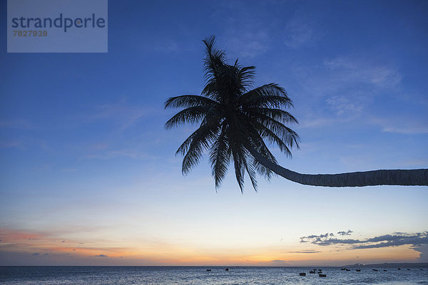 Palme  Strand  Sonnenuntergang  Silhouette  Küste  Meer  ernst  Asien  Abenddämmerung  Mui Ne  Vietnam