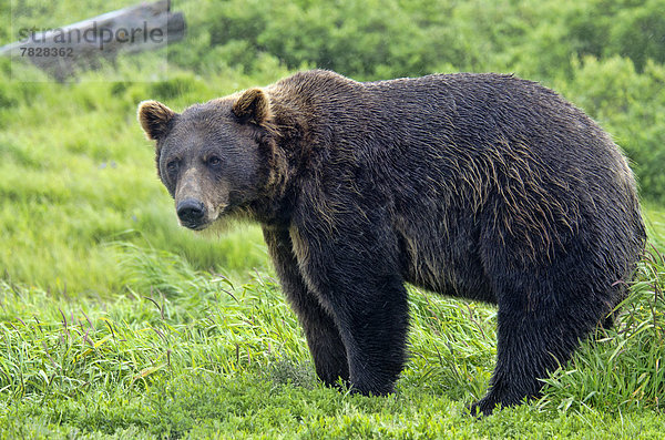 Vereinigte Staaten von Amerika  USA  Braunbär  Ursus arctos  Tier  Alaska  Wildtier