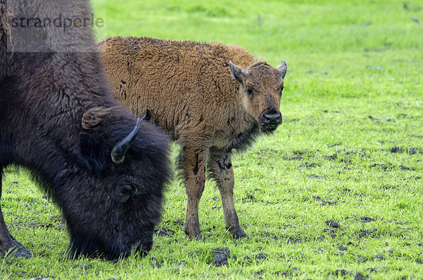 Vereinigte Staaten von Amerika  USA  Tier  Büffel  Waldbison  Bison bison athabascae  Alaska  Wildtier