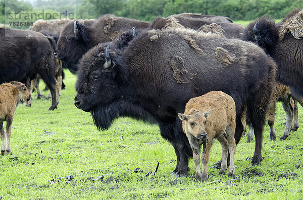 Vereinigte Staaten von Amerika  USA  Tier  Herde  Herdentier  Büffel  Waldbison  Bison bison athabascae  Alaska  Wildtier