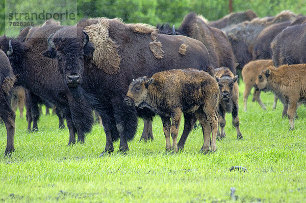 Vereinigte Staaten von Amerika  USA  Tier  Herde  Herdentier  Büffel  Waldbison  Bison bison athabascae  Alaska  Wildtier