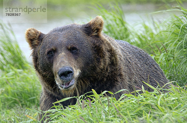 Vereinigte Staaten von Amerika  USA  Braunbär  Ursus arctos  Tier  Alaska  Wildtier