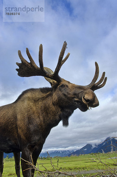 Vereinigte Staaten von Amerika  USA  Elch  Alces alces  Tier  Alaska  Wildtier