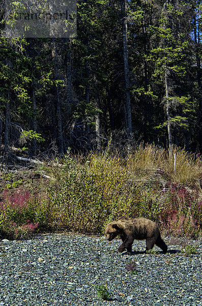 Braunbär  Ursus arctos  Grizzlybär  ursus horibilis  Grizzly  Tier  Kluane Nationalpark  Yukon