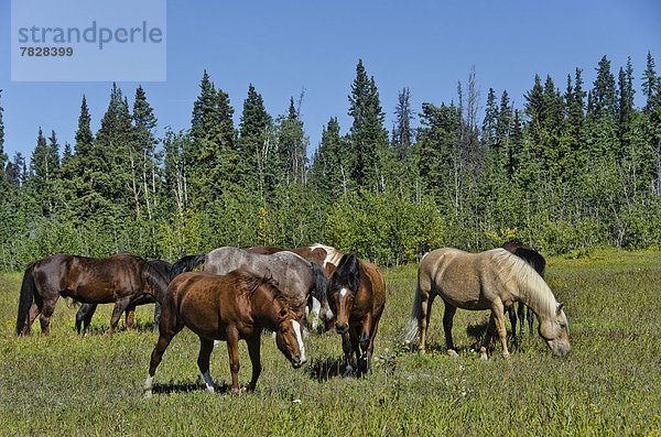 Sommer  Tier  Pferd  Equus caballus  Herde  Herdentier  Wiese  Kanada  Yukon