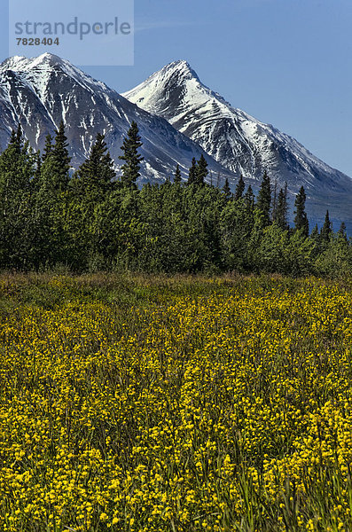 Berg  Wiese  Kluane Nationalpark  Kanada  Yukon