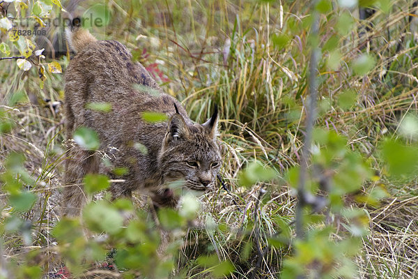 Tier  Katze  Kanada  Luchs  lynx lynx  Yukon