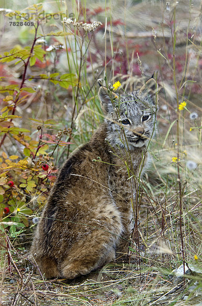 Tier  Katze  Baby  Kanada  Luchs  lynx lynx  Yukon